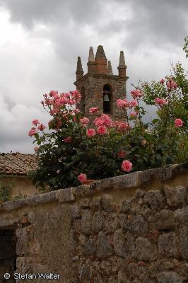 Kirchturm mit Rosen in Monteriggioni