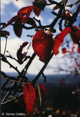 Titel - Herbstbltter am Baum
